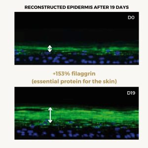 Kem chống nắng che khuyết điểm DD Cream DermEden SPF50 50ml