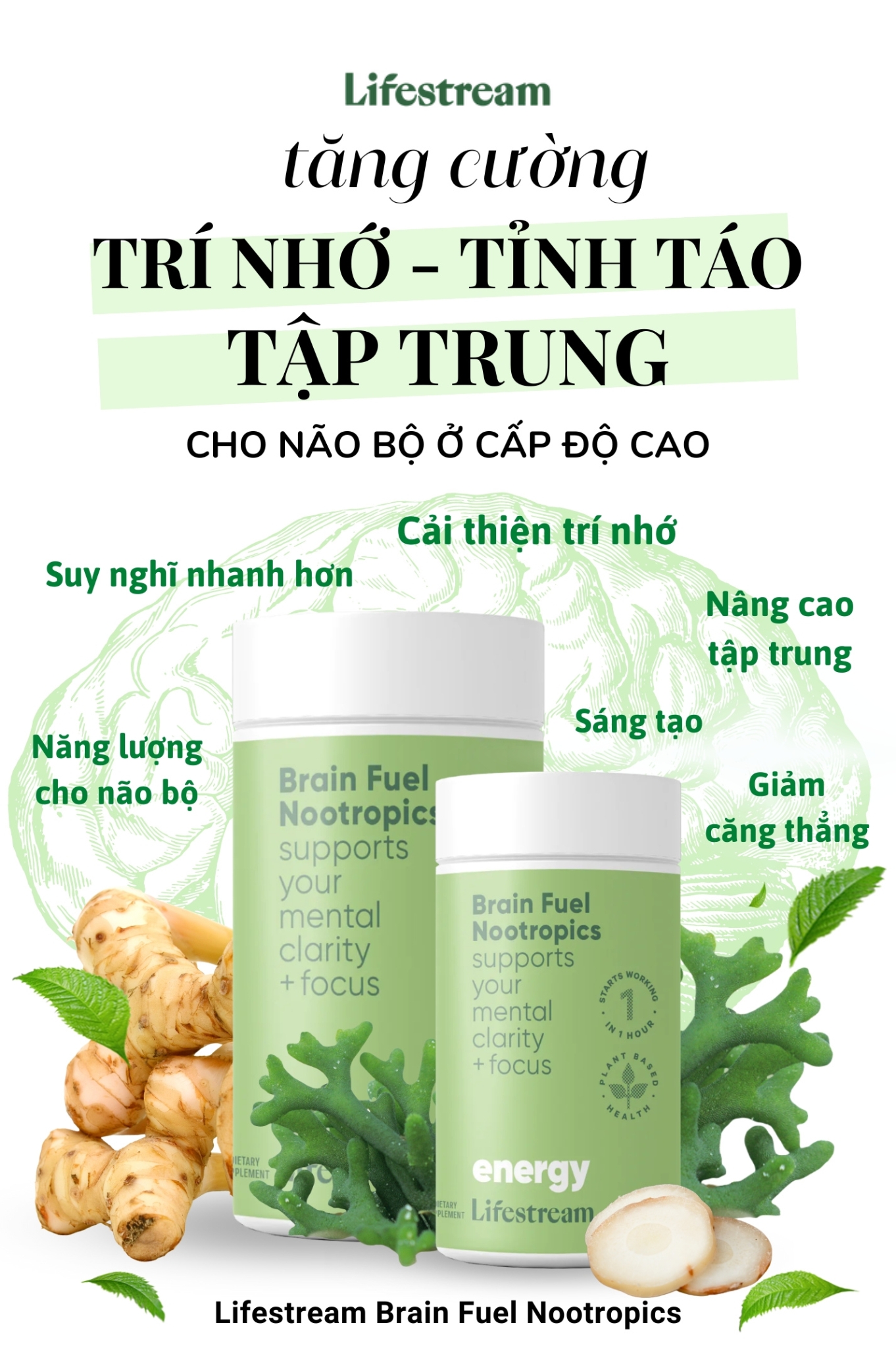 Viên uống tăng cường tập trung, tỉnh táo và năng lượng Lifestream Brain Fuel Nootropics (60 Viên)